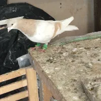 شهری سرور سوسنی