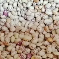 لوبیا چیتی|خوردنی و آشامیدنی|شاهین‌شهر, شهرک گلدیس|دیوار