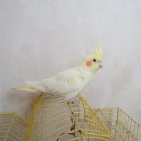 یک جفت عروس هلندی|پرنده|لالجین, |دیوار