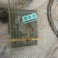 قفس پرنده