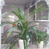 گل پاندانوس|گل و گیاه طبیعی|مشهد, ابوذر|دیوار