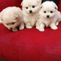 سه تا گل پسر|سگ|اسلام‌شهر, شهرک واوان|دیوار