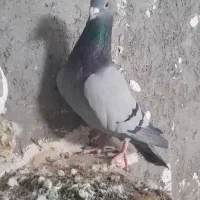 سبز وحشی نر|پرنده|تربتحیدریه, چهارراه خواف|دیوار