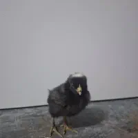 جوجه و تخم امروک یا پیامت راک اصل|حیوانات مزرعه|رشت, کوی حسینی|دیوار