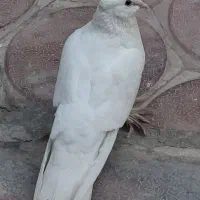 کفتر|پرنده|مشهد, نوفل لوشاتو|دیوار