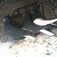 3تا کفتر سوراخ پریده سینه سیاه زاغ دمسفید