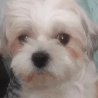 گمشده .ماده ۱ ساله