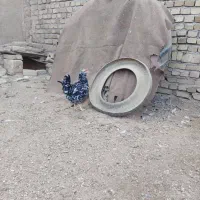 مرغ وبلدرچین و اردک محلی