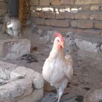 مرغ ماشینی تخم گذار سرحال