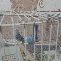 مرغ عشق باهمه وسایل ها ۱میلیون ۴۰۰هزارتوملن