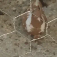 فراری ساری ریحانی نر آغ گوز فراری