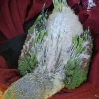 طوطی اسکندر