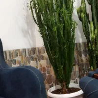 گل وگیاه|گل و گیاه طبیعی|سیلوانه, |دیوار