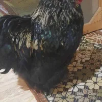 خروس کوشین مشکی طلایی کم یاب