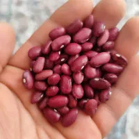 لوبیا قرمز تازه