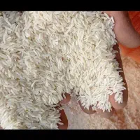 برنج هاشمی دانه بلند