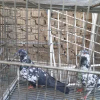 سره قناری کفتر پرون|پرنده|ری, ولی آباد|دیوار