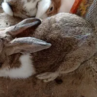 خرگوش ها سالم و سرحال|موش و خرگوش|بوشهر, |دیوار