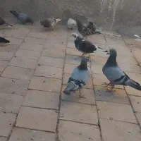 خ اعرافی|پرنده|میبد, |دیوار