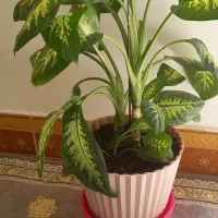 دیفن باخیا سالم و سرحال|گل و گیاه طبیعی|ساوه, |دیوار