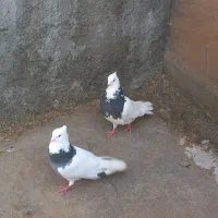 یک جفت کبوتر طوقی