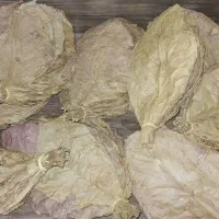 برگ کاتاپا و غذای ماهی فایتر