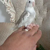 جوجه آلبینو ایزابلا های کاملا دست آموز و اهلی