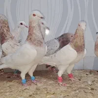 ۱۶تاسار گردن زرد همه نر