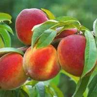 نهال هلو|گل و گیاه طبیعی|تهران, آرارات|دیوار