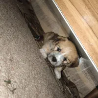 سگ کوتاه|سگ|قم, شهرک فاطمیه|دیوار