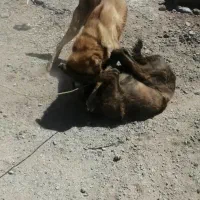 سگ گله نگهبان