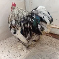 خروس کوشین