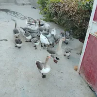 ۱۰عدد غو غاز چاقو چله|حیوانات مزرعه|بروجرد, |دیوار