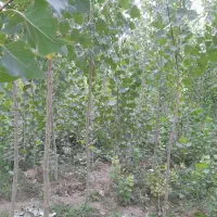 نهال صنوبر ایتالیا