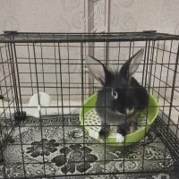 خرگوش لوپ مشکی|موش و خرگوش|مشهد, امیریه|دیوار