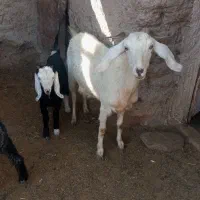 دوعددبز زاییده|حیوانات مزرعه|جلگه ماژان, |دیوار