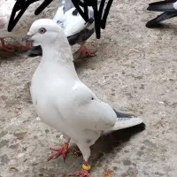 کبوتر