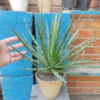 گل گلدان اگاو کاکتوس ساکولنت