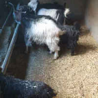 بز و بزغاله