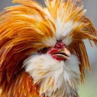 فروش مرغ و خروس ۷ ماهه پولند بوف