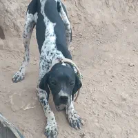 توله شکاری|سگ|گلی داغ, |دیوار