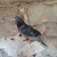 کفتر گم شده