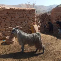 دوبر جوان چاق