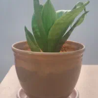 گل سانسوریا