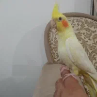 جوجه عروس هلندی زعفرانی