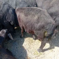 بره نر