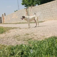 سگ گله|سگ|شیروان (خراسان), |دیوار