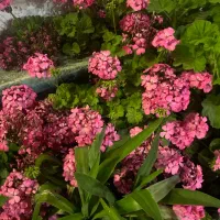 نیروی کار زن وشوهر