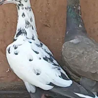فروش کبوتر آردن مسافتی کاریر