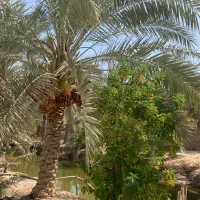 کارگر آقا تخلیه و بارگیری